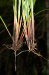 Darkgreen sedge